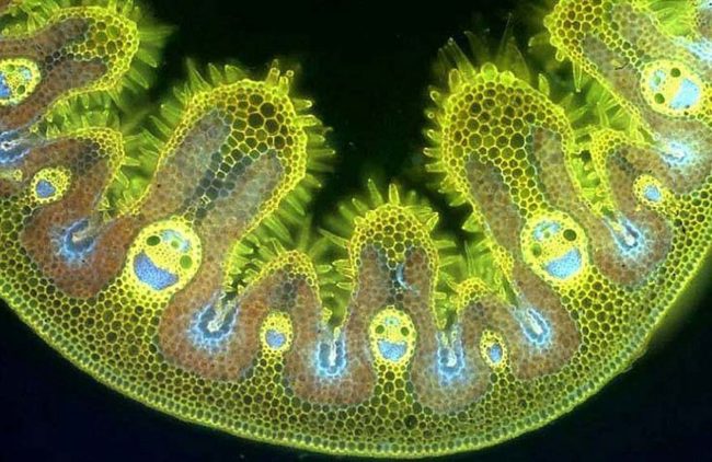 Grass under the microscope looks happy