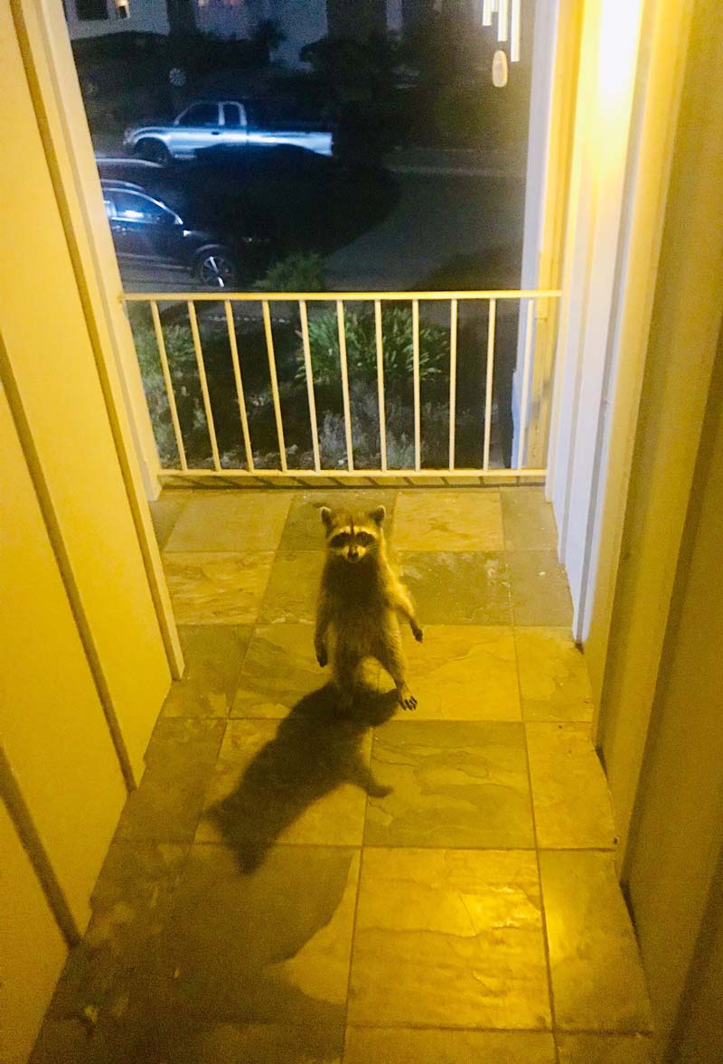 I came home last night to find this thief just standing there menacingly
