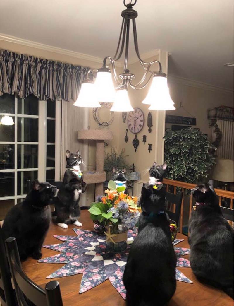 I think my cats started a cult