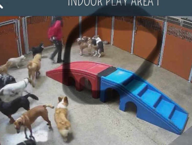 Went to check the cameras at my dogs day care... He’s the one in the middle