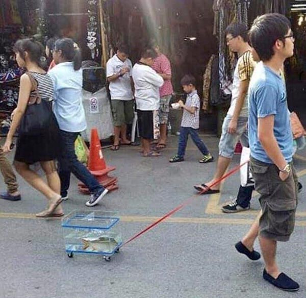 This guy casually taking his fish for a walk