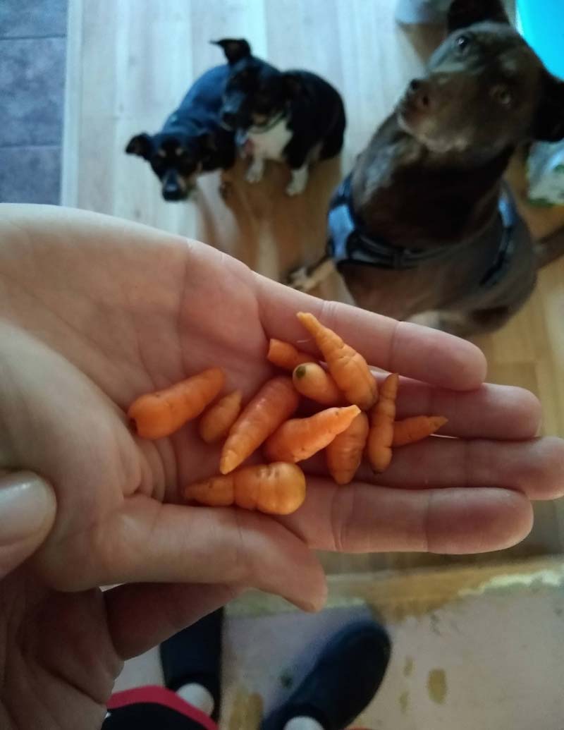 Just harvested my carrots. Tonight we feast!