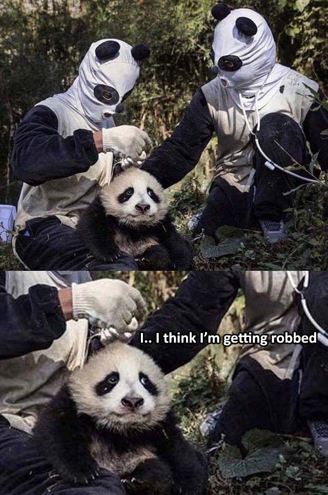 Chinese panda keepers wear panda costumes to prevent human contact..