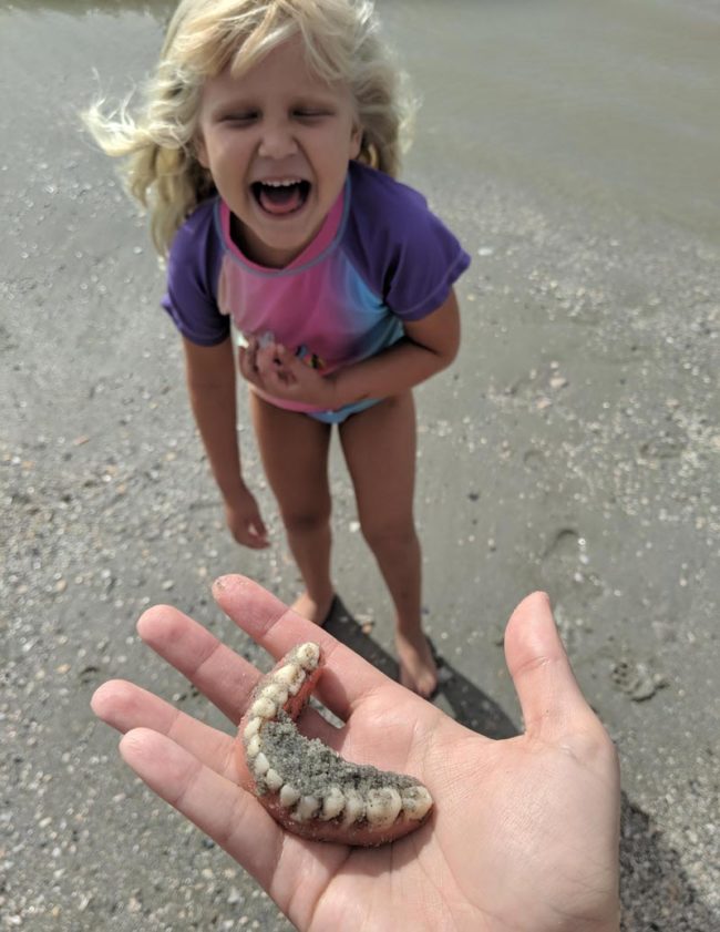 We went to the beach to find shark teeth, so when my daughter yelled "I found teeth!" this was the last thing I was expecting