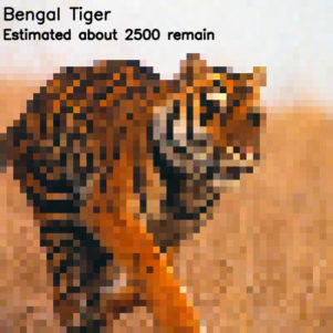 22 Pictures of Animals Close to Extinction with a Pixel Representing Each One Still Alive