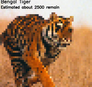 22 Pictures of Animals Close to Extinction with a Pixel Representing Each One Still Alive