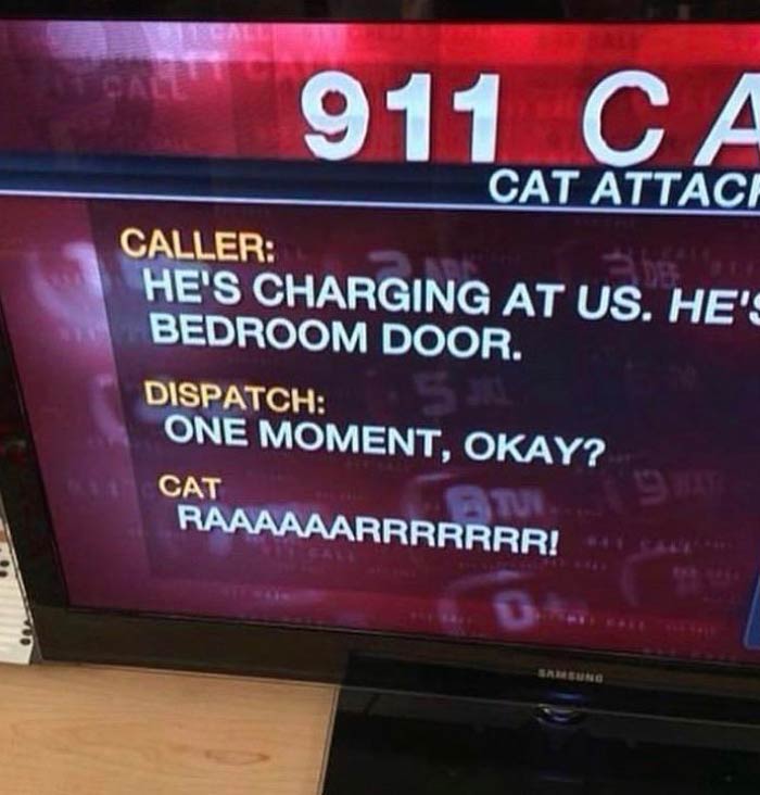 Cat Attack