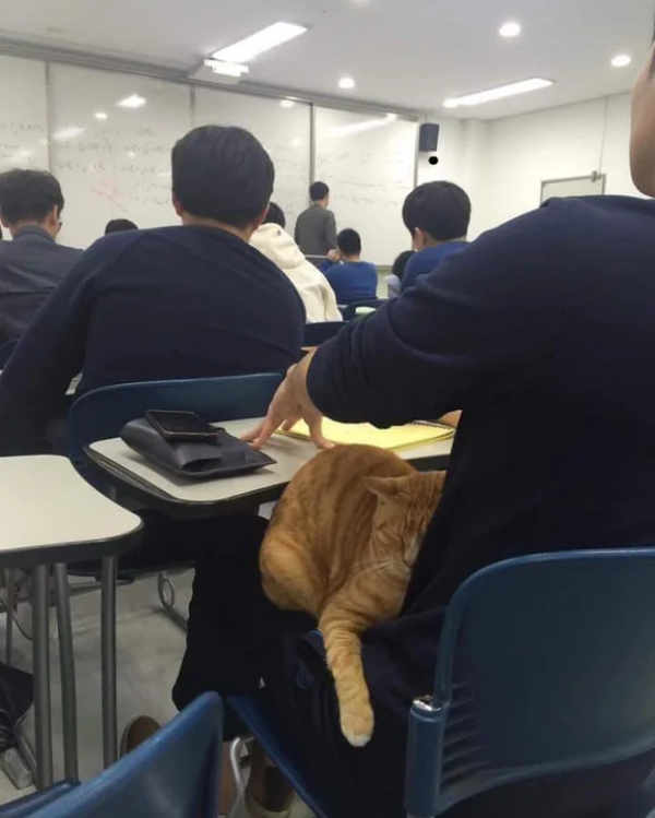 Wake me up after the class ends