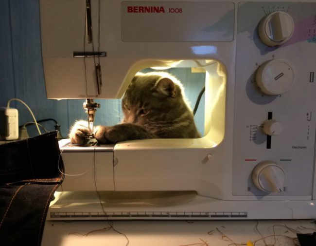 Cat's taken up sewing