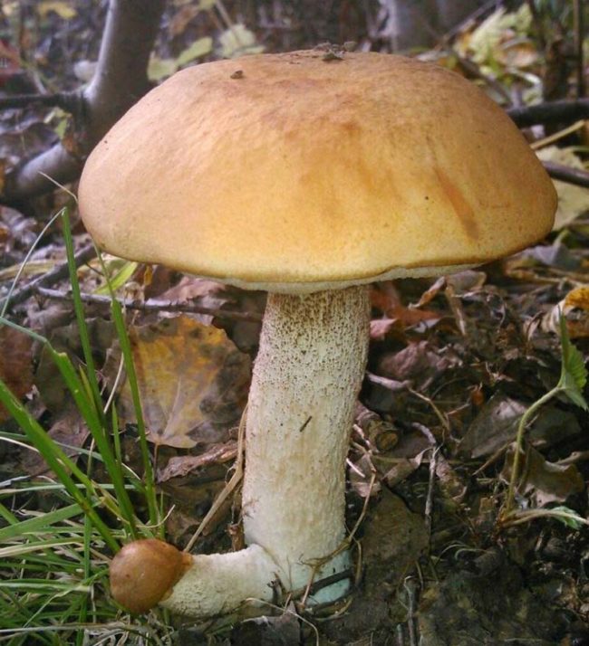 Do mushrooms have genders?