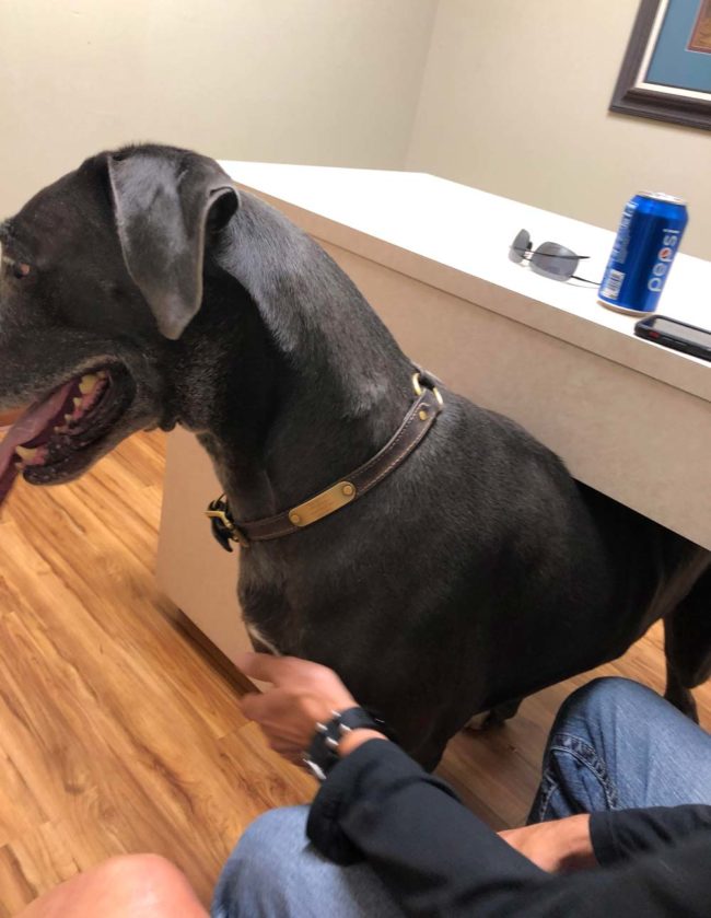 Our Great Dane trying to hide from the vet