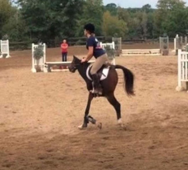 Panorama of a moving horse