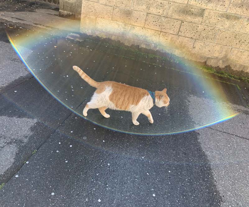 When life gives you a Rainbow shield, nothing can bring you down