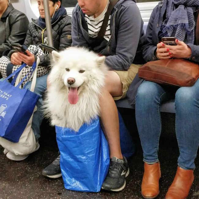 This NYC Subway ban on dogs unless they 'fit in a bag'