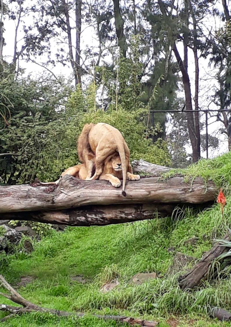 A friend of mine sent me this picture of a Lion tea bagging another Lion at the Zoo in Wellington, NZ