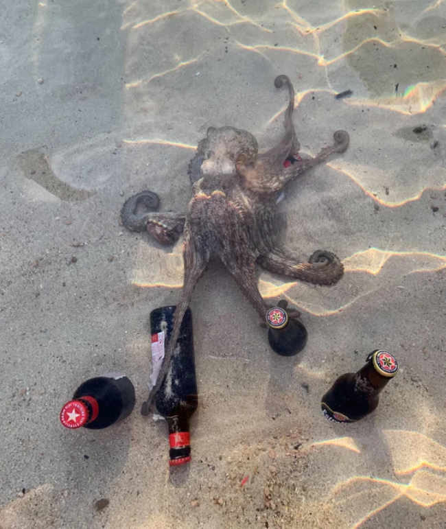 I was chilling my beers in the sea when an octopus came along and tried to steal them