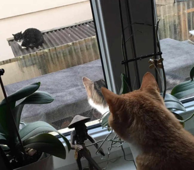 My cat watching the neighbors cat watching the neighbors cat
