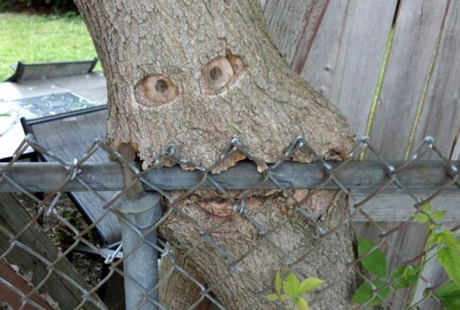Omnomnom, what a delicious fence