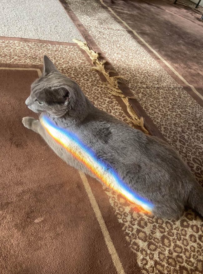 A wild Nyan Cat appears!