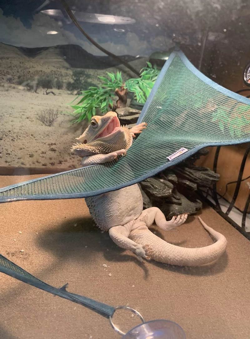 Bearded dragon trying to get on his hammock