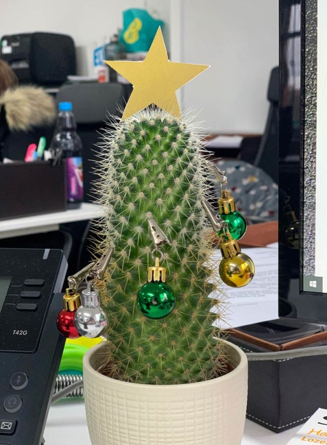 Buy Cactus Christmas tree