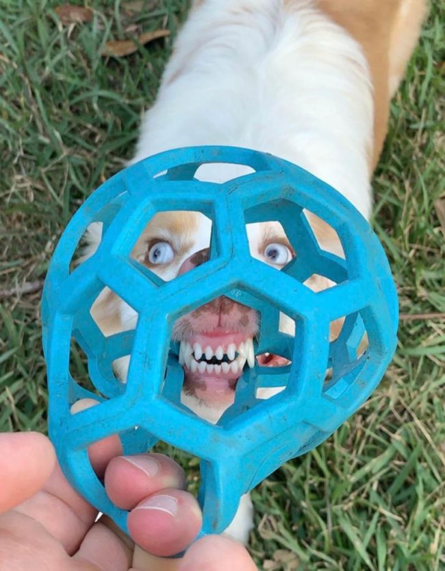 My dog's face through her favorite toy