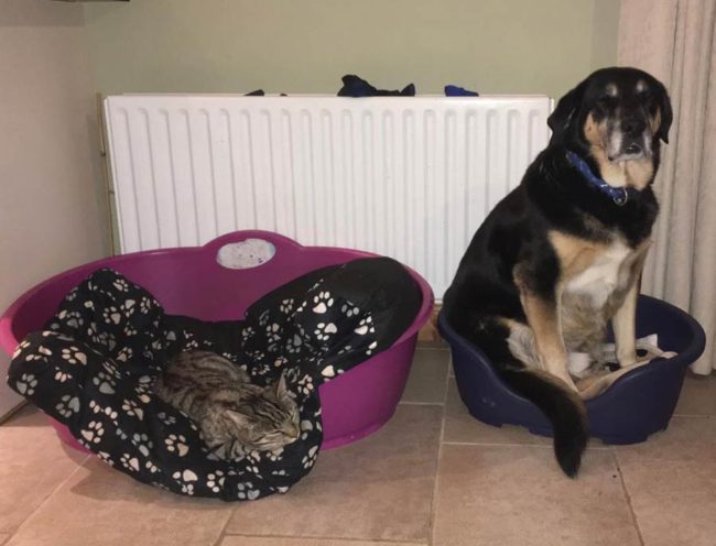 My cat kicks my poor boy out of his bed and into hers. His face says it all