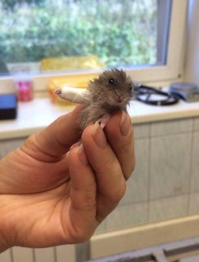 A little hamster with a broken bone, the doctor had a hard time dressing it