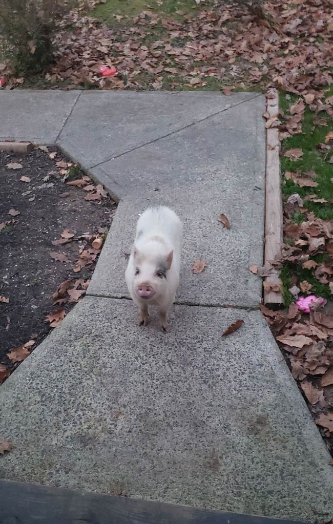 My cousin texted me saying a random pig showed up on his porch, I asked him for a pic for proof