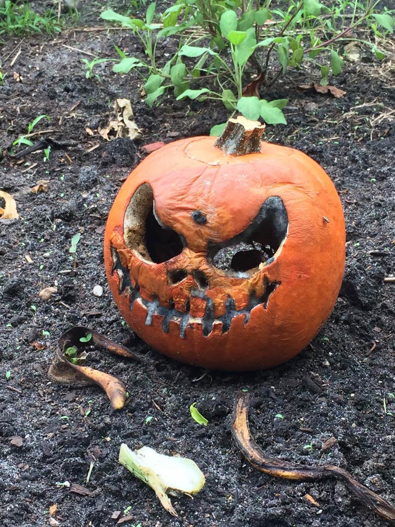 My friend's Halloween pumpkin has gotten scarier over time
