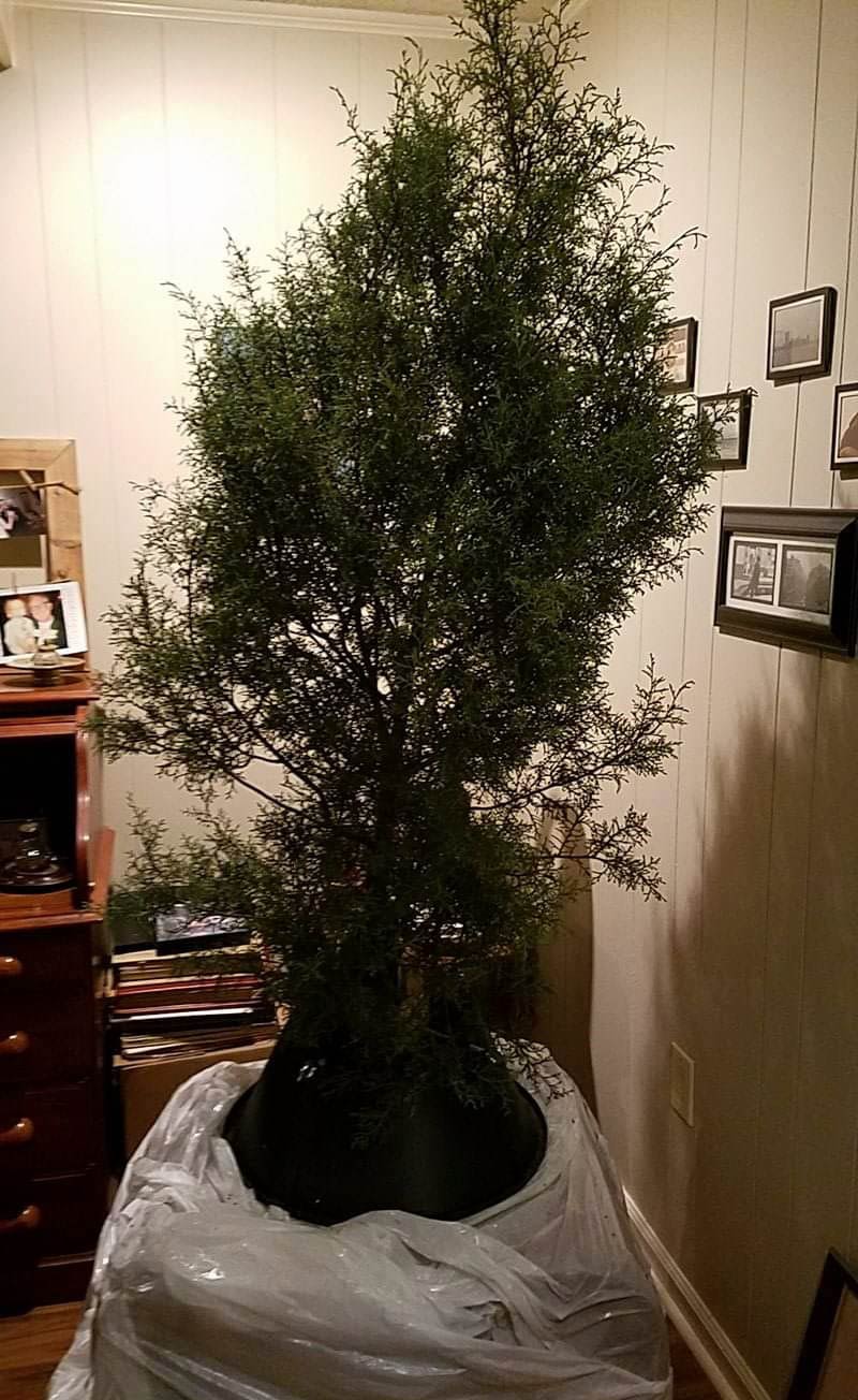 My dad went to one of those places where you can cut down your own Christmas trees, this is the one that he brought home..