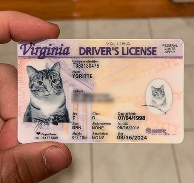 For Christmas I got my sister a fake ID for her cat