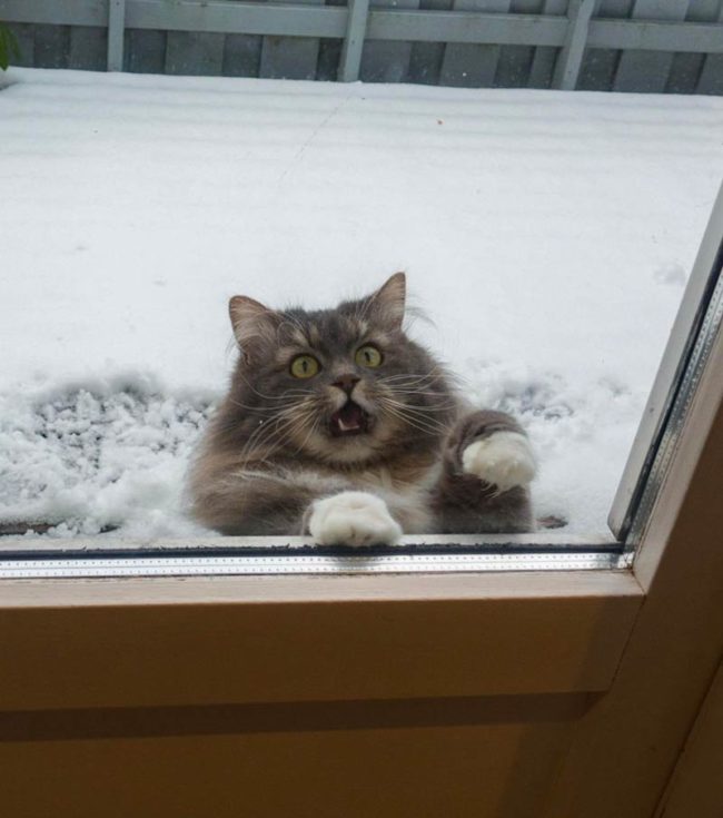 LET ME IN!