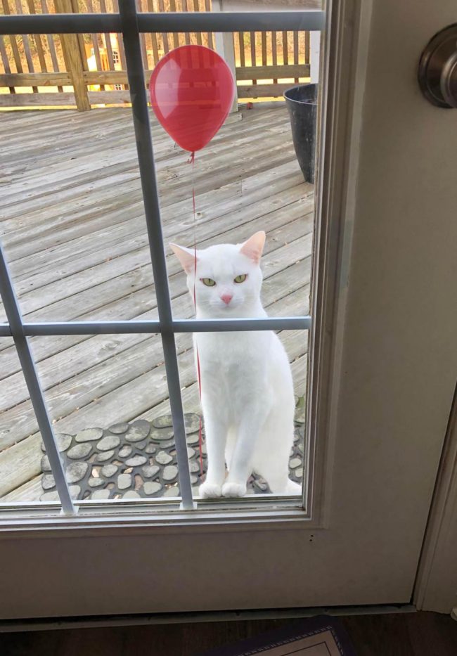 After a lot of people told me that my cat looks like Pennywise in this photo, I decided to add a red balloon for full effect
