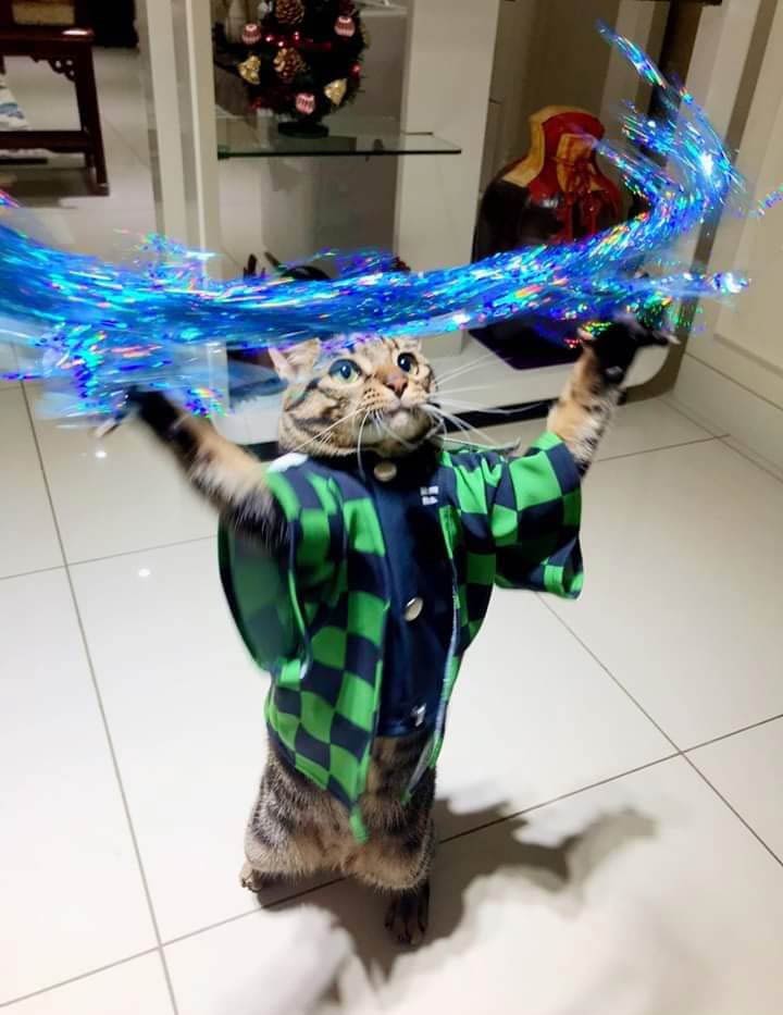 Just arrived at home and found my cat practicing magic