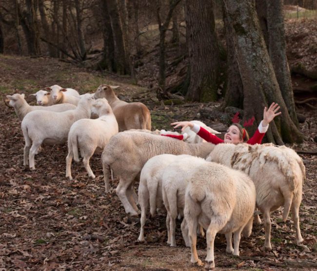 When the Christmas card photo shoot with the sheep goes wrong
