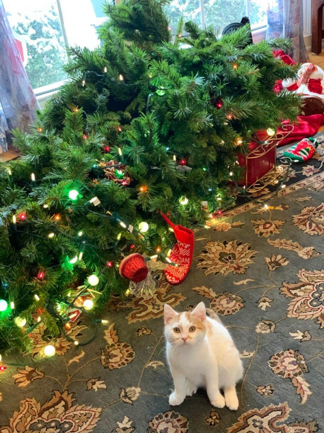This is my first Christmas with cats