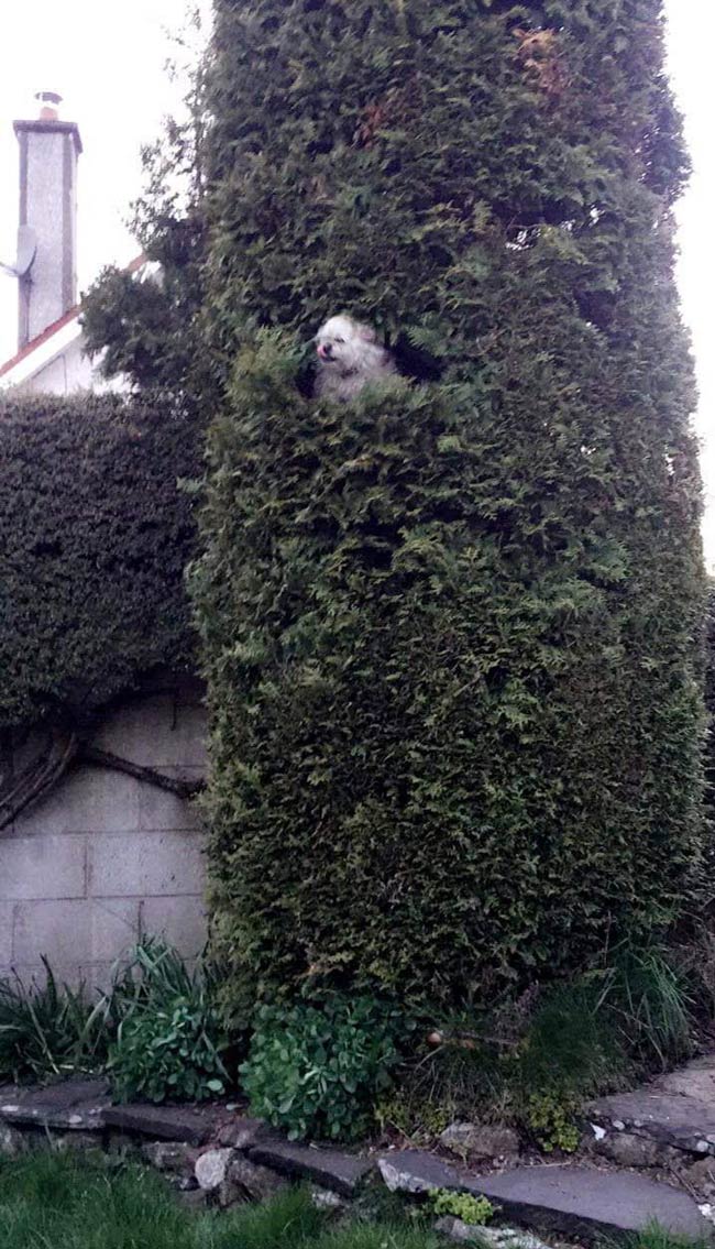 My friend's dog likes chilling in this tree