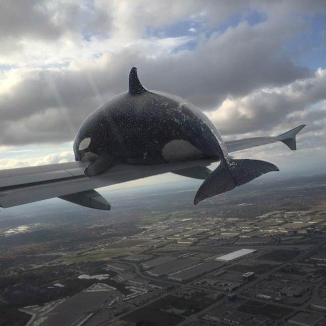 I photoshopped an Orca catching a ride on a plane