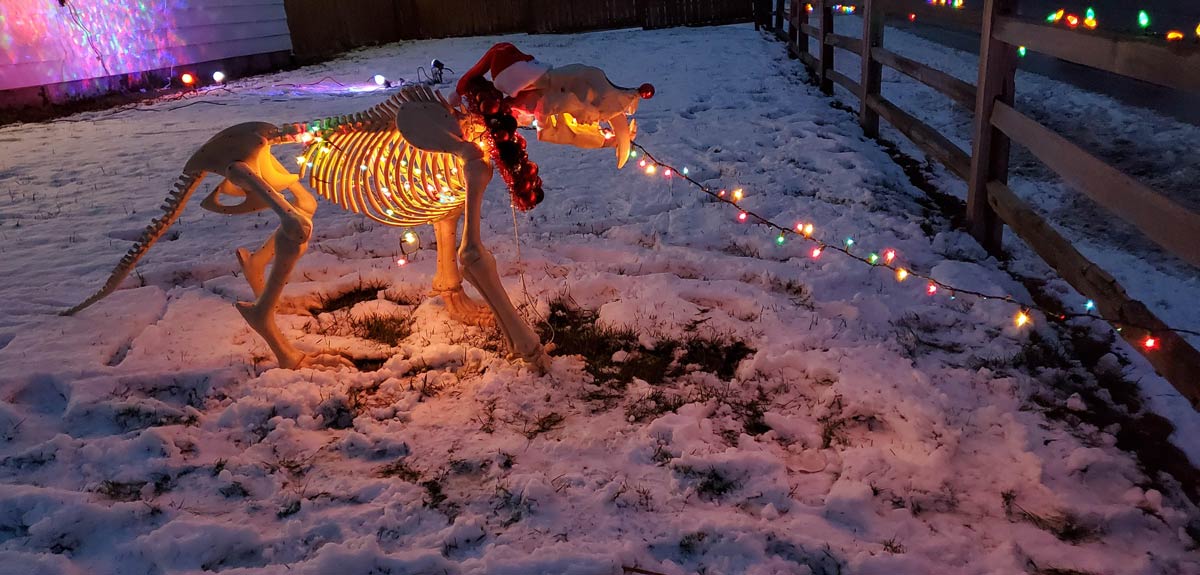 I didn't have a string of lights long enough for the whole fence so I made Kevin, my Halloween sabertooth tiger eat the lights instead