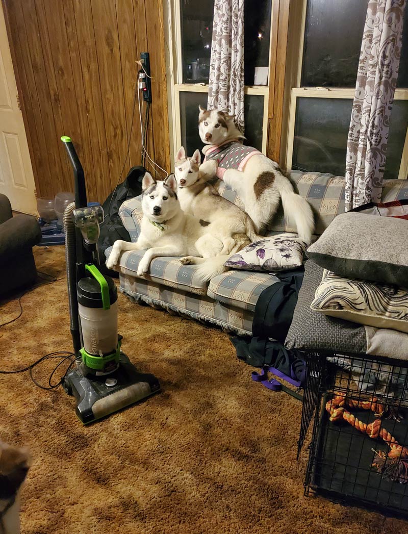 3 Siberian Huskies Vs a vacuum cleaner