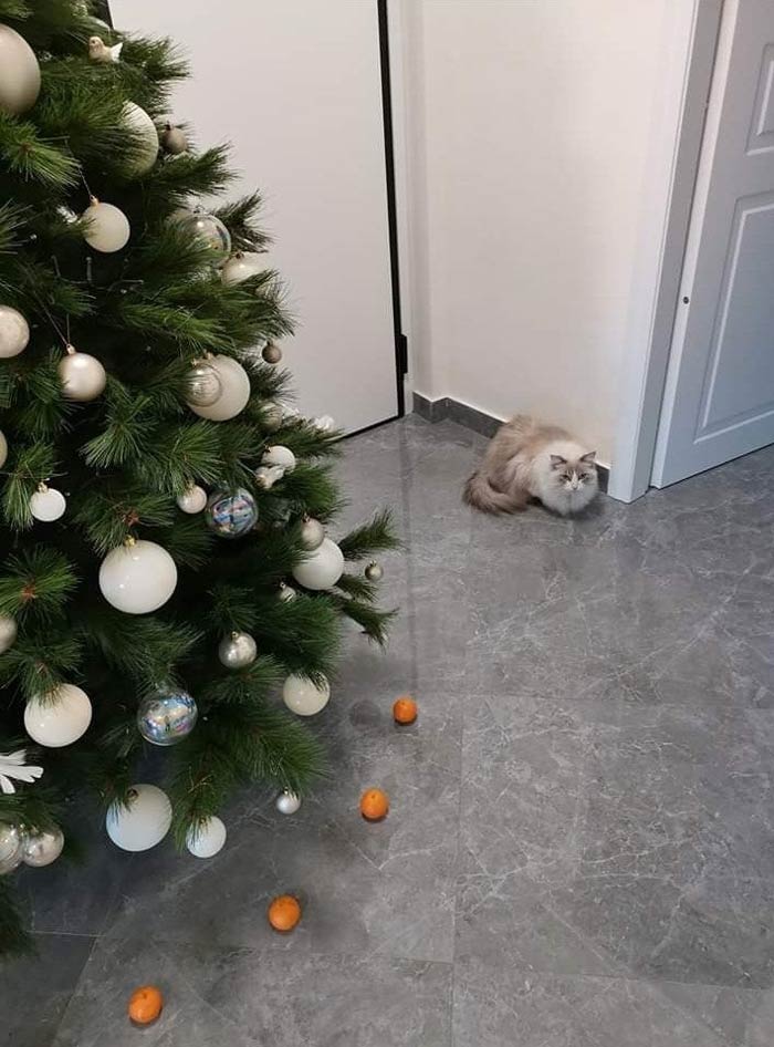 Cat is afraid of tangerines, so I've created a force field to protect the Christmas tree