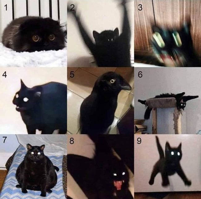 On the cat scale, how do you feel today?