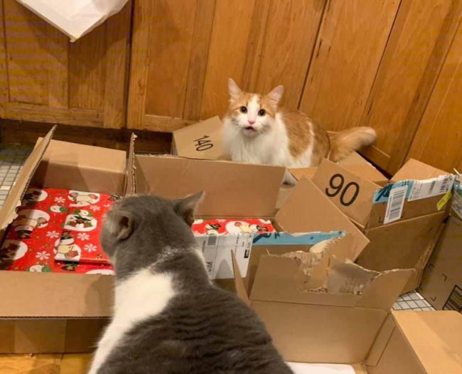 It’s hour 17. I’ve wrapped 4.5 presents. Meanwhile, the cats have reached a new level of psychotic