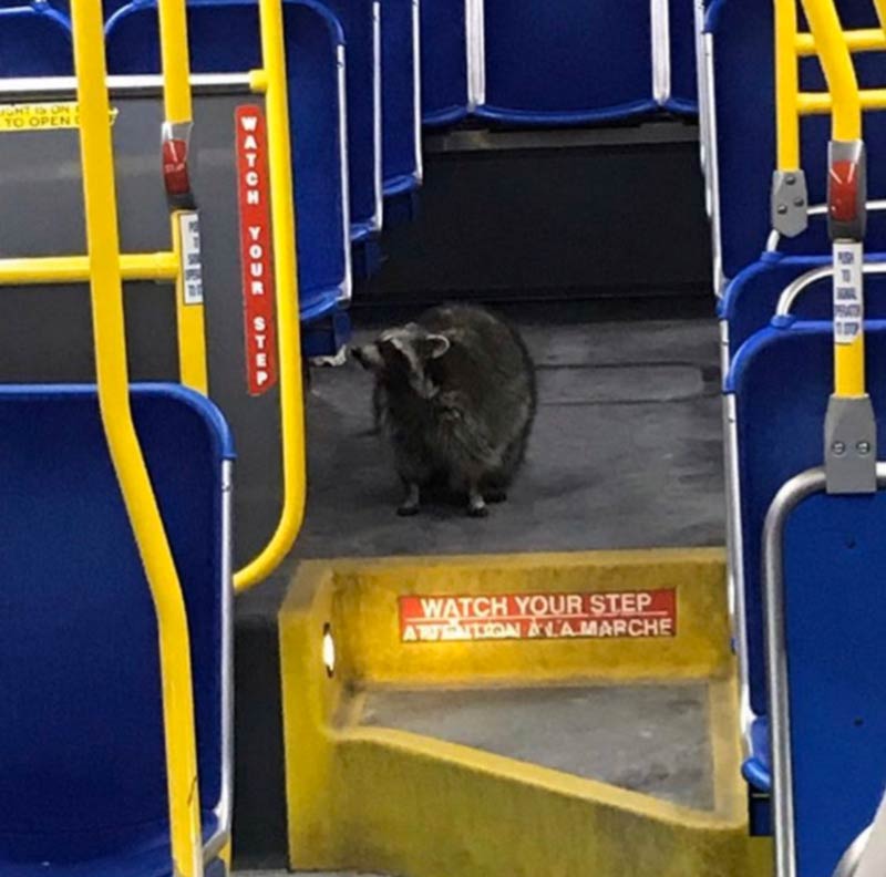 A raccoon somehow ended up on the bus in town