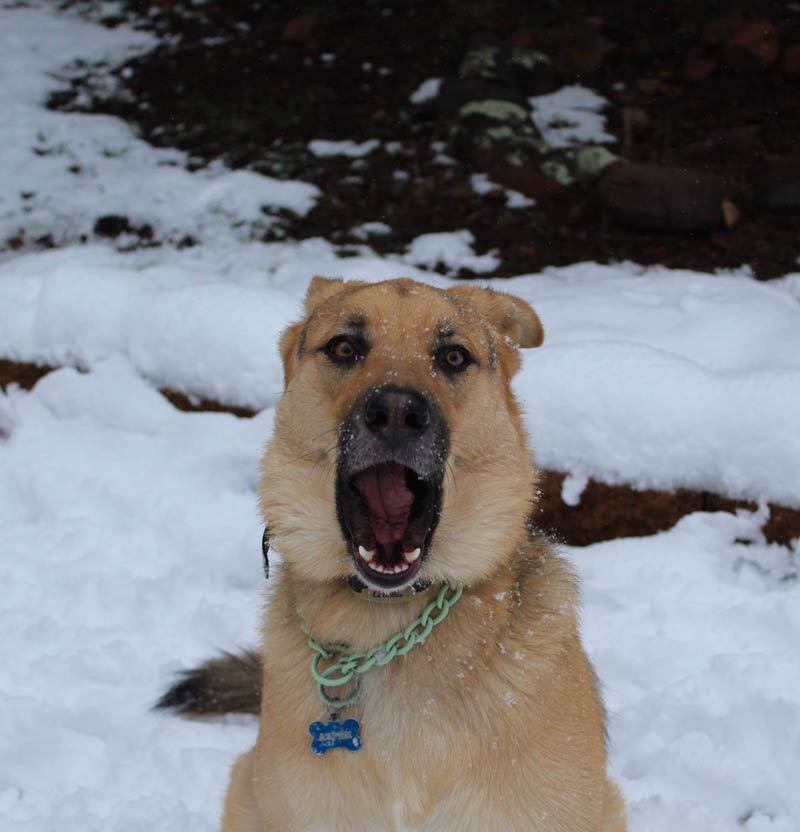 Our husky/lab mix saw snow for the first time today, can you tell that she's excited?