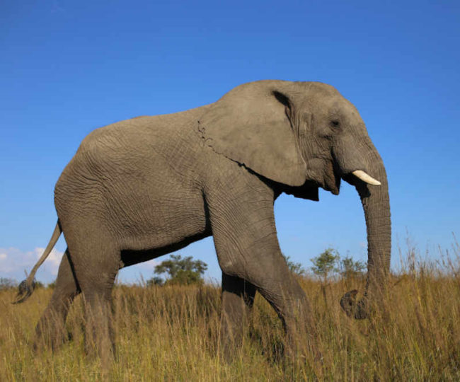 Top 10 Largest Land Animals in The World