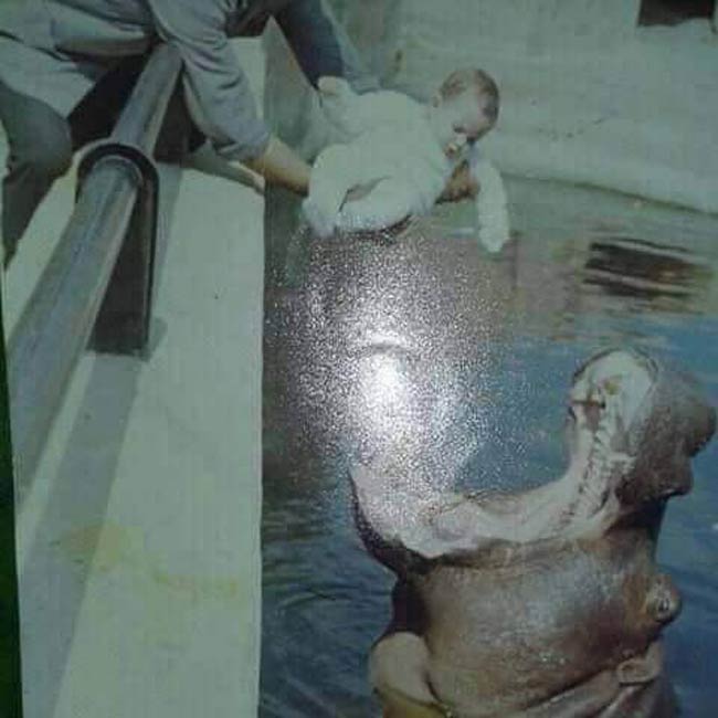 Baby offered to hippo