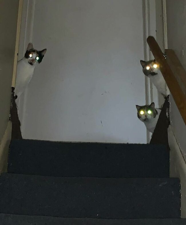 Had someone drop by to get photos of ceiling damage from bad weather. Got a message from him soon after he got there saying "Come Play With Us." My cats are weird..