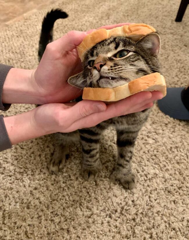 He sandwich